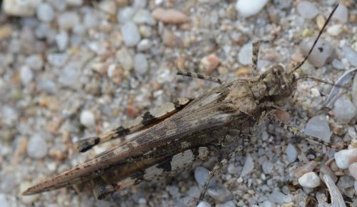 Réf. 295 019 : Acrotylus sp.